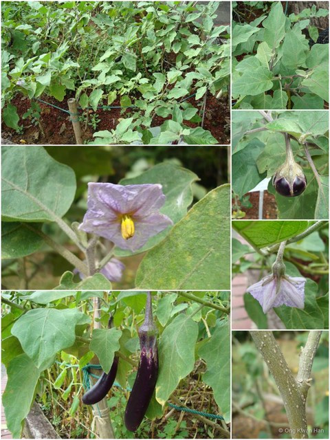 Solanum (Leptostemonum) melongena • © Ong Kwan Han • All Rights Reserved