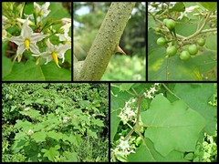Solanum (Leptostemonum) torvum