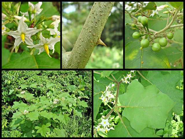 Solanum (Leptostemonum) torvum • © Ong Kwan Han • All Rights Reserved