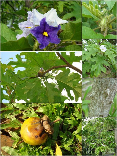 Solanum (Leptostemonum) wrightii • © Ong Kwan Han • All Rights Reserved