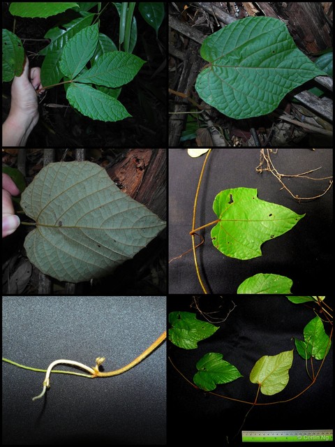 Ampelocissus cinnamomea • © Cerlin Ng • All Rights Reserved