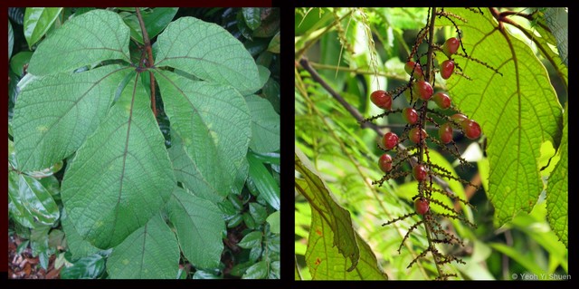 Ampelocissus elegans • © Yeoh Yi Shuen • All Rights Reserved