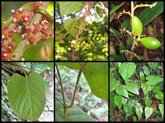 Ampelocissus gracilis
