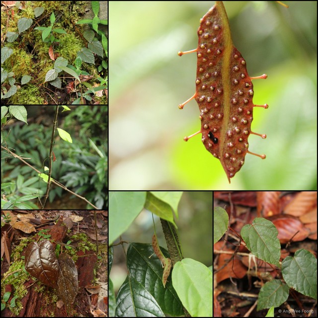Ampelocissus polita • © Ang Wee Foong • All Rights Reserved