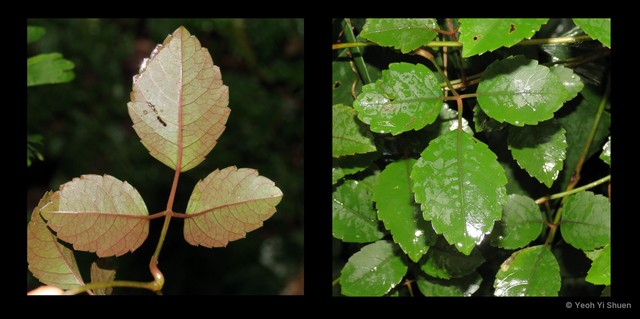 Causonis trifolia • © Yeoh Yi Shuen • All Rights Reserved