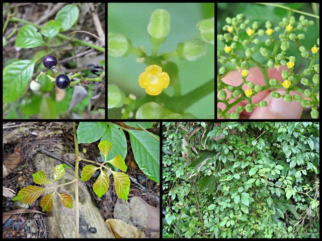 Cayratia japonica • © Ong Kwan Han • All Rights Reserved