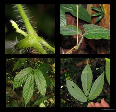 Cayratia mollissima