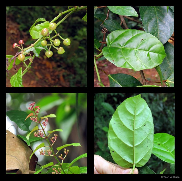 Cissus nodosa • © Yeoh Yi Shuen • All Rights Reserved