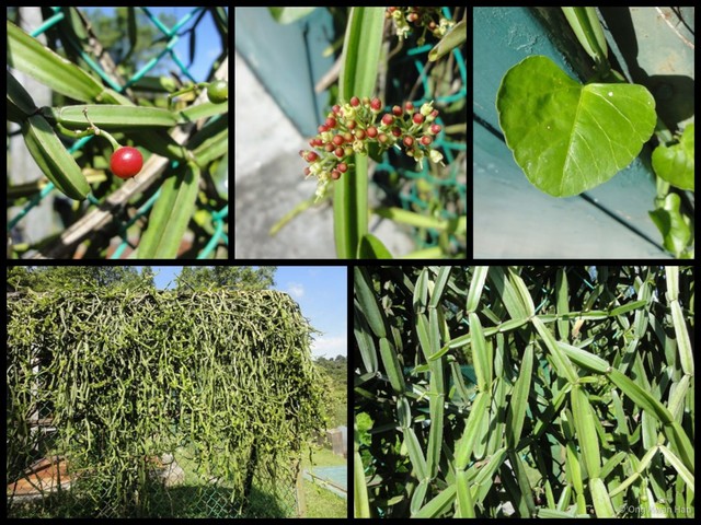 Cissus quadrangularis • © Ong Kwan Han • All Rights Reserved