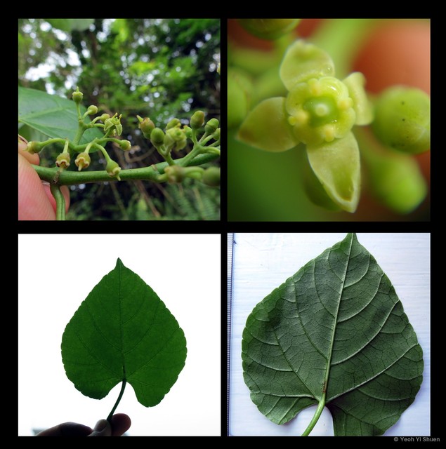 Cissus repens • © Yeoh Yi Shuen • All Rights Reserved
