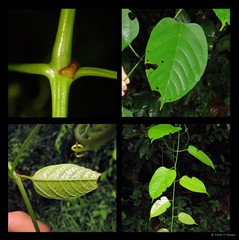 Cissus rostrata (Miq.) Korth. ex Planch.