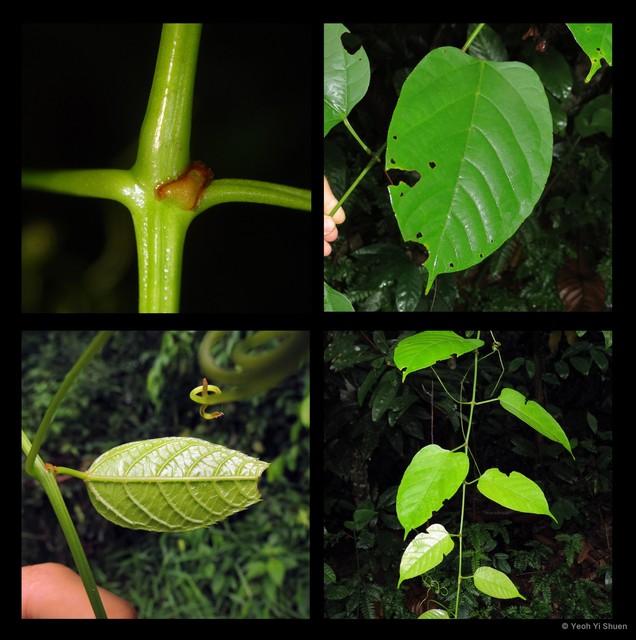 Cissus rostrata • © Yeoh Yi Shuen • All Rights Reserved