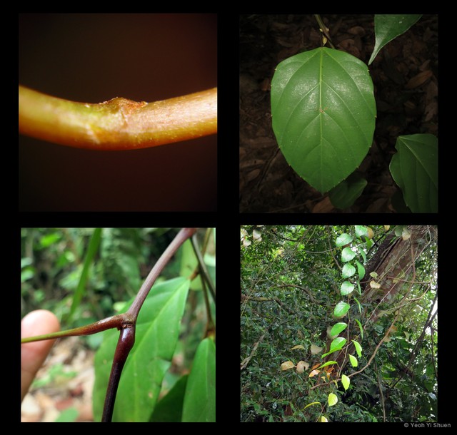 Nothocissus spicifera • © Yeoh Yi Shuen • All Rights Reserved