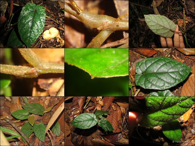Pterisanthes cissioides • © Yeoh Yi Shuen • All Rights Reserved