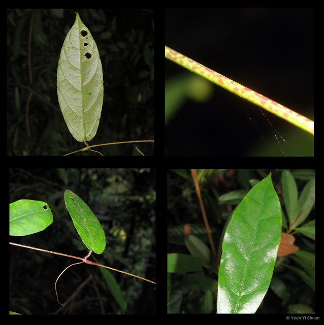 Pterisanthes eriopoda • © Yeoh Yi Shuen • All Rights Reserved