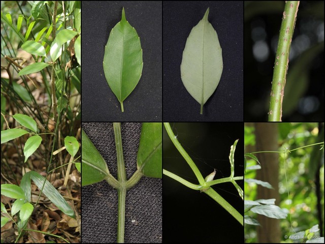Tetrastigma curtisii • © Ang Wee Foong • All Rights Reserved