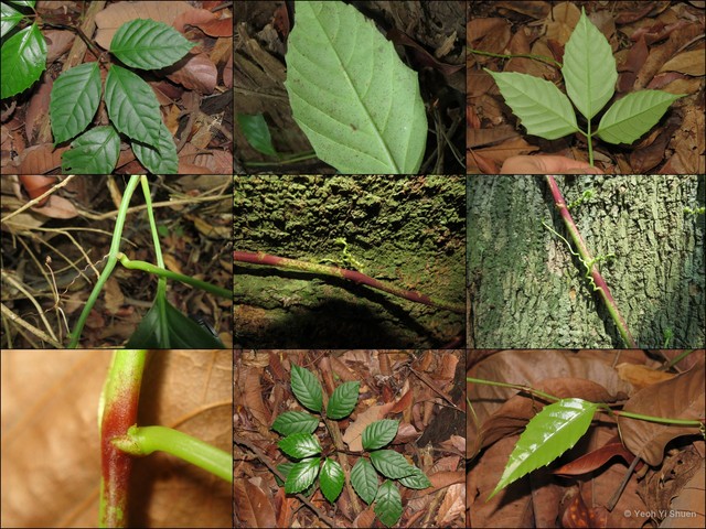 Tetrastigma dichotomum • © Yeoh Yi Shuen • All Rights Reserved