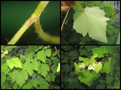 Vitis vinifera L.