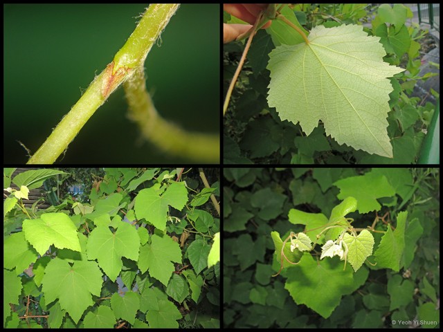 Vitis vinifera • © Yeoh Yi Shuen • All Rights Reserved