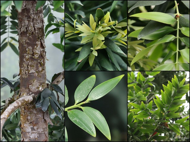 Agathis robusta • © Cerlin Ng • All Rights Reserved