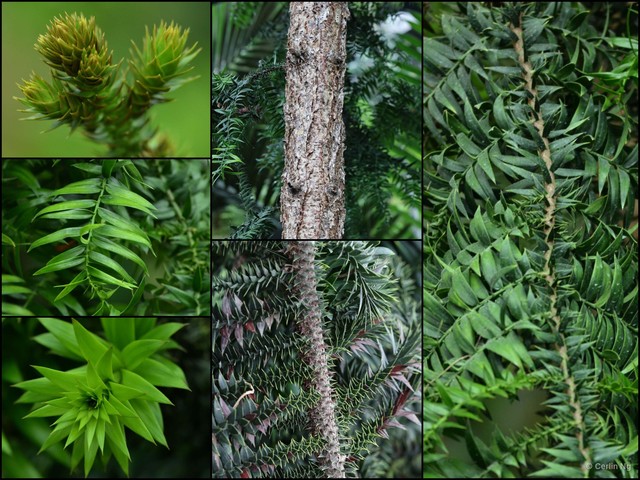 Araucaria bidwillii • © Cerlin Ng • All Rights Reserved