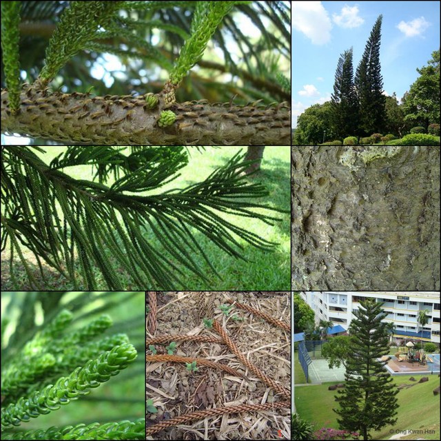 Araucaria columnaris • © Ong Kwan Han • All Rights Reserved