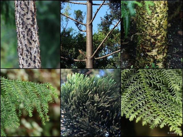 Araucaria cunninghamii • © Cerlin Ng • All Rights Reserved