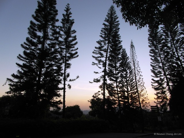 Araucaria heterophylla • © Reuben Chong Jin Lim • All Rights Reserved
