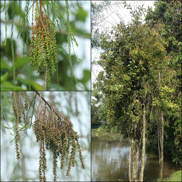 Taxodium distichum • © Cerlin Ng • All Rights Reserved