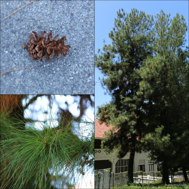 Pinus (Pinus) caribaea • © Ang Wee Foong • All Rights Reserved