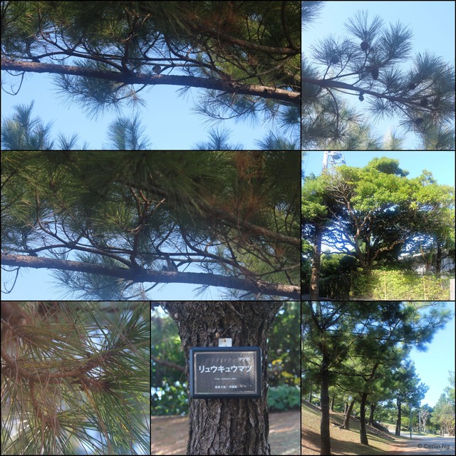 Pinus (Pinus) luchuensis • © Cerlin Ng • All Rights Reserved