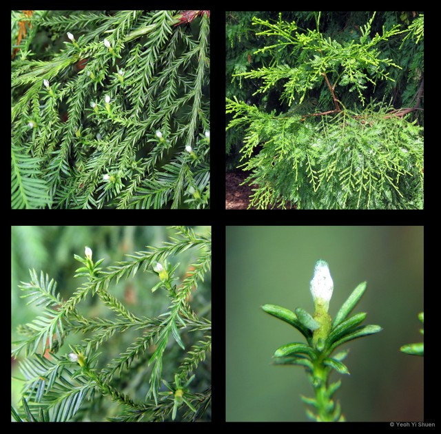 Dacrycarpus imbricatus • © Yeoh Yi Shuen • All Rights Reserved