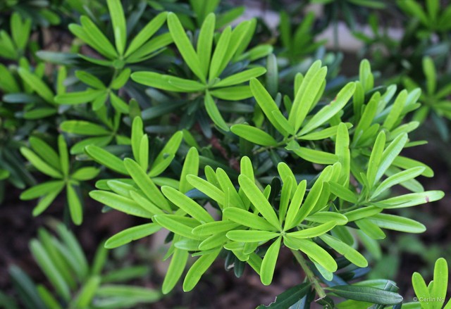 Podocarpus macrophyllus • © Cerlin Ng • All Rights Reserved
