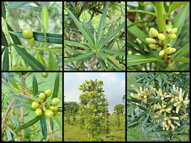 Podocarpus polystachyus • © Ong Kwan Han • All Rights Reserved