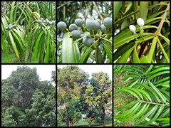 Podocarpus rumphii