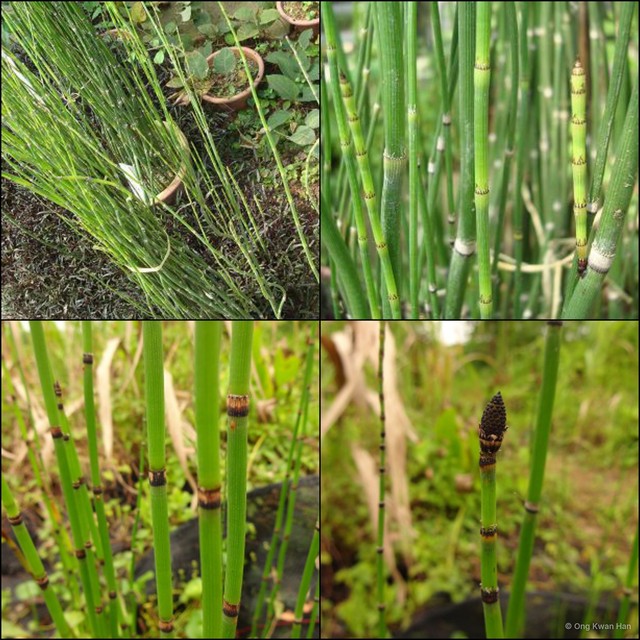 Equisetum (Hippochaete) hyemale • © Ong Kwan Han • All Rights Reserved