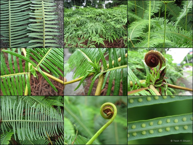 Dicranopteris curranii • © Yeoh Yi Shuen • All Rights Reserved