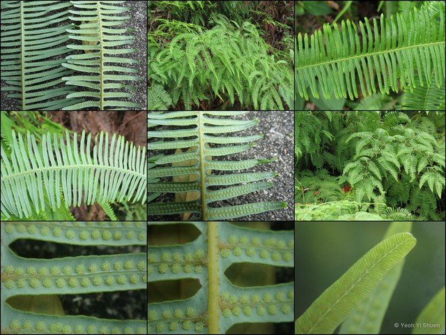 Dicranopteris linearis • © Yeoh Yi Shuen • All Rights Reserved