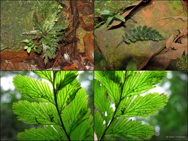 Cephalomanes javanicum • © Yeoh Yi Shuen • All Rights Reserved