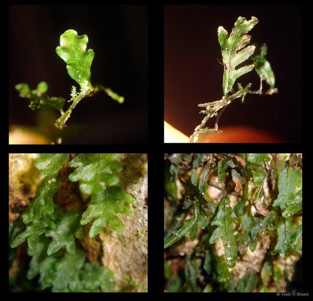 Trichomanes sublimbatum • © Yeoh Yi Shuen • All Rights Reserved