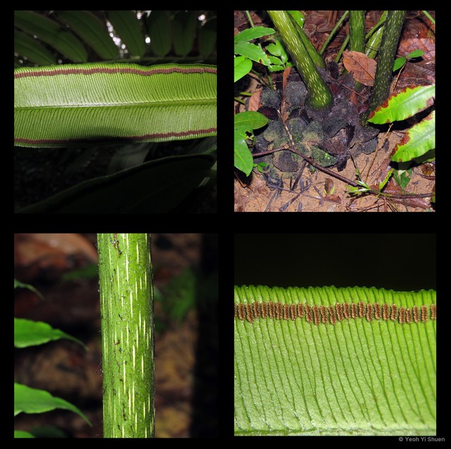 Angiopteris evecta • © Yeoh Yi Shuen • All Rights Reserved