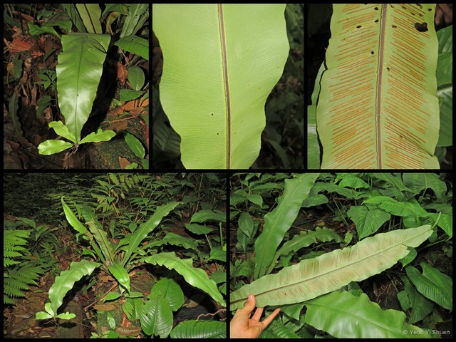 Asplenium batuense • © Yeoh Yi Shuen • All Rights Reserved