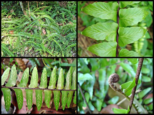 Asplenium longissimum • © Ong Kwan Han • All Rights Reserved