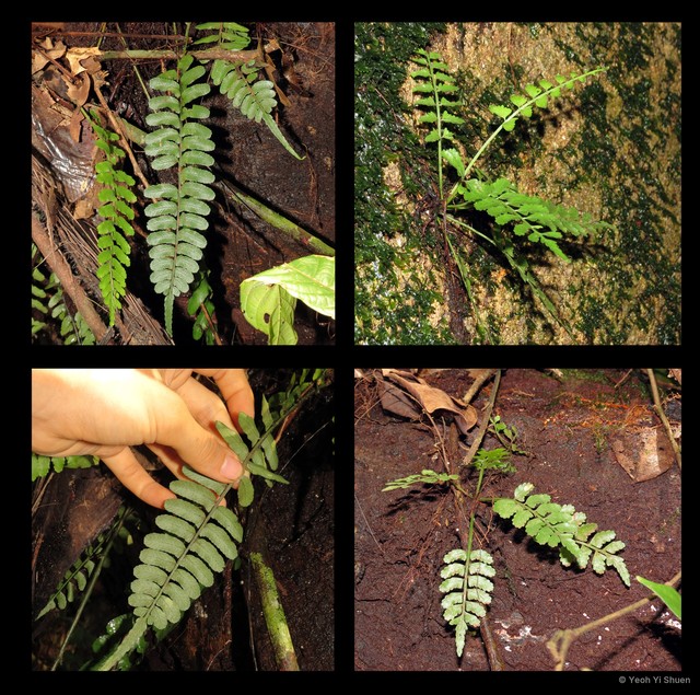 Asplenium tenerum • © Yeoh Yi Shuen • All Rights Reserved