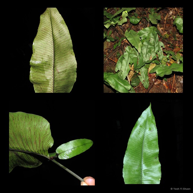 Diplazium cordifolium • © Yeoh Yi Shuen • All Rights Reserved