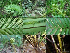 Blechnum finlaysonianum