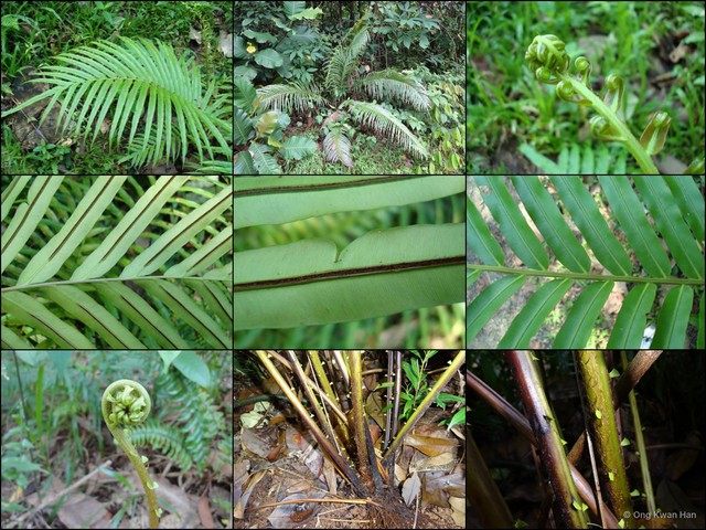 Blechnum finlaysonianum • © Ong Kwan Han • All Rights Reserved