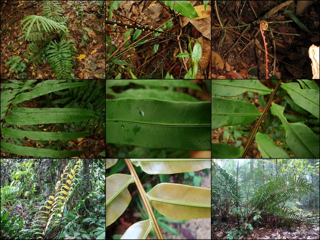 Blechnum orientale • © Yeoh Yi Shuen • All Rights Reserved