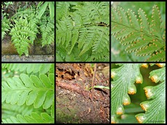 Davallia denticulata