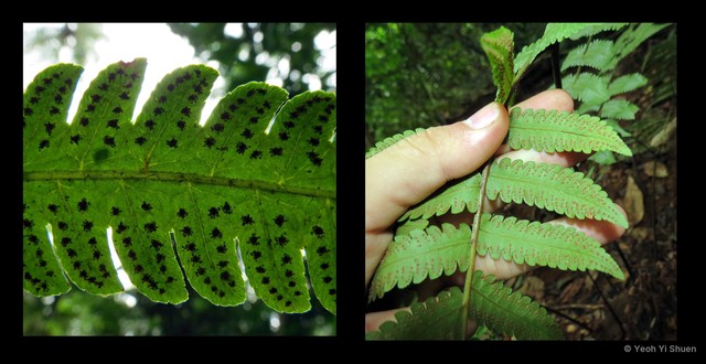Pleocnemia conjugata • © Yeoh Yi Shuen • All Rights Reserved